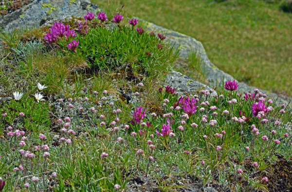Lebensraum Alpine Rasen