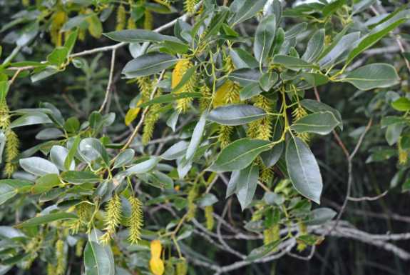 Weiden (Salix sp.)