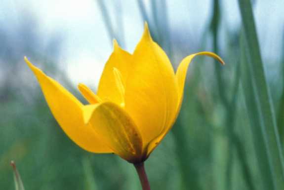 Tulpen (Tulipa sp.)