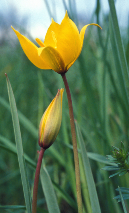 Tulpen (Tulipa sp.)