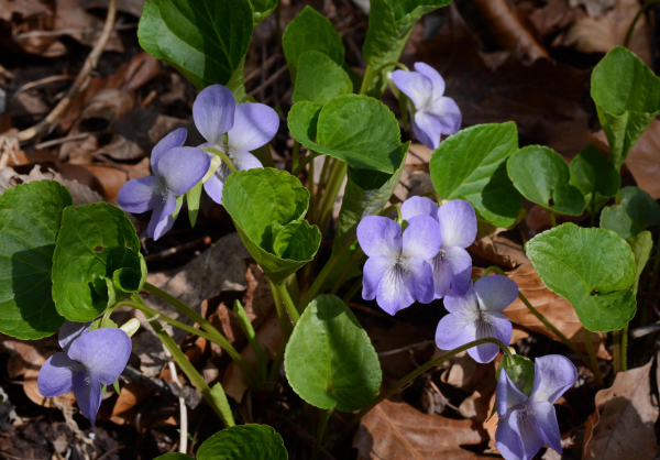 Wunder-Veilchen (Viola mirabilis)